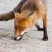 1080 baits are used to kill foxes, cats and dingoes – but other animals can be more likely to eat them