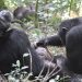 Whose turn is it? The question is at the heart of language and chimpanzees ask it too
