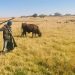 Concourt confirms stopping people from letting their cattle graze amounts to eviction