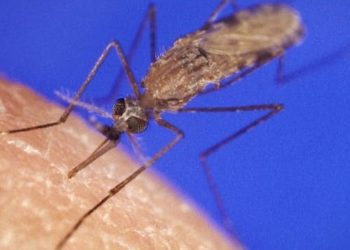 Lutte contre le paludisme : les scientifiques découvrent une faille cachée dans le système de défense  du parasite