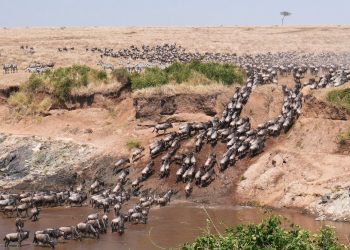 The great wildebeest migration, seen from space: satellites and AI are helping count Africa’s wildlife