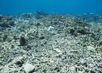 scientists urge radical action before it’s too late